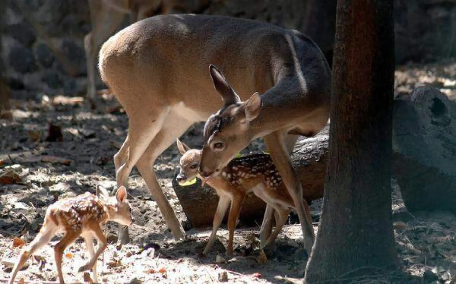 Venado de Cola Blanca